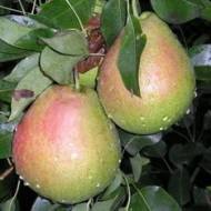 Саженец Груша Десертная